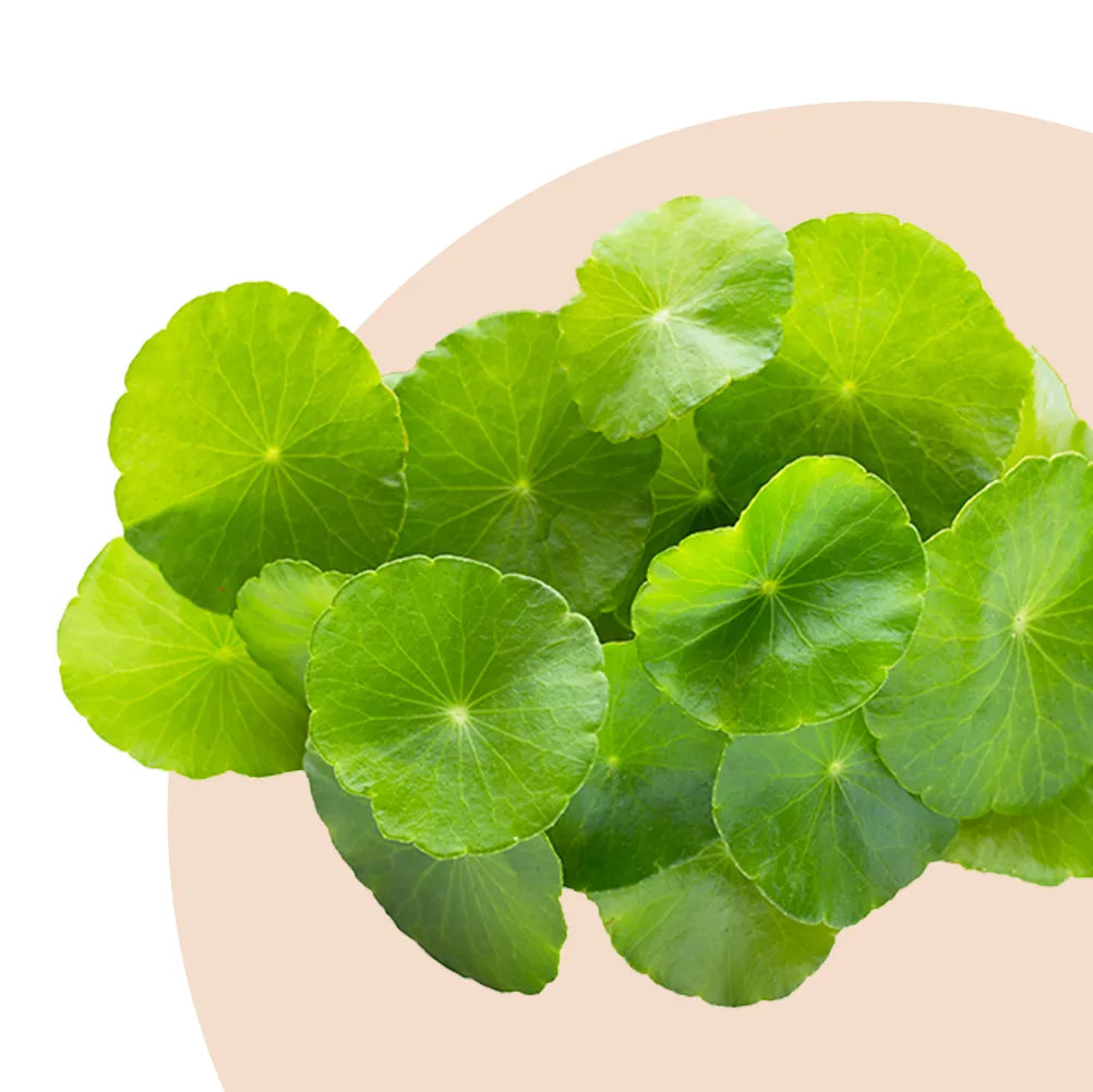 Extrato de centella Asiática